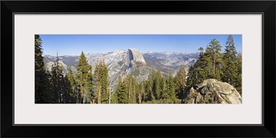 Trees in a forest, Half Dome, Yosemite National Park, California