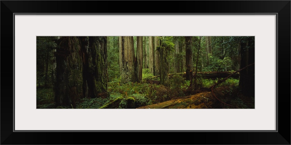 Trees in a forest, Hoh Rainforest, Olympic National Park, Washington State