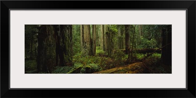 Trees in a forest, Hoh Rainforest, Olympic National Park, Washington State