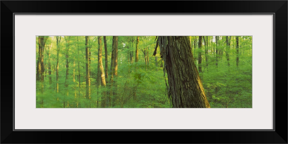 Trees in a forest, Hoosier National Forest, Indiana