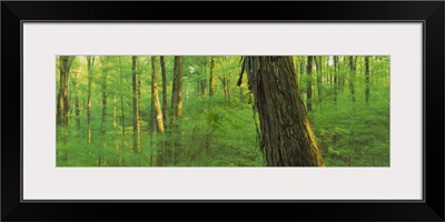 Trees in a forest, Hoosier National Forest, Indiana