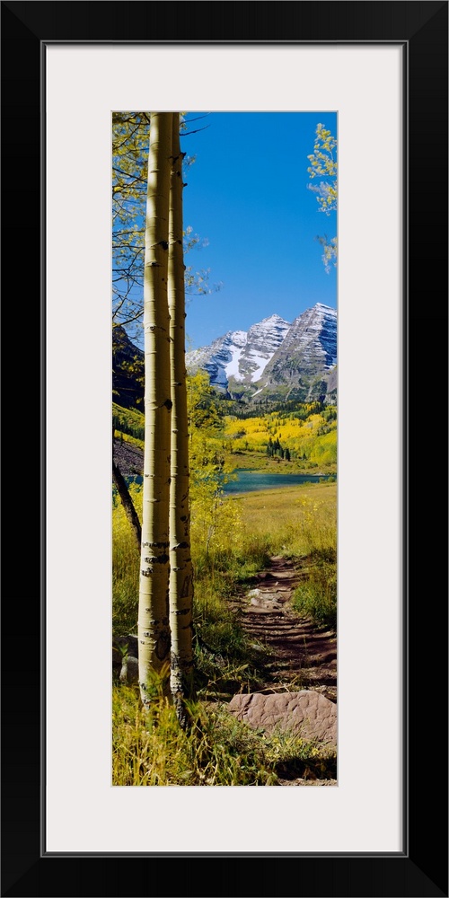 A vertical photograph of a path out of the woods and into a sunny meadow with a mountain on the opposite side, this wall a...