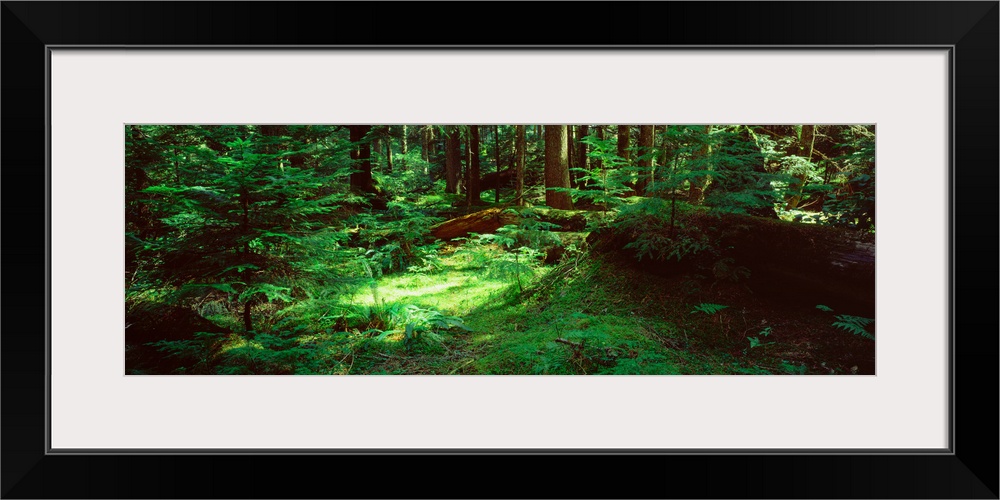 Trees in a forest, Mt Rainier National Park, Washington State