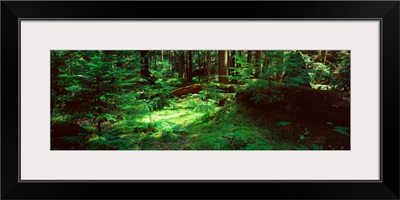 Trees in a forest, Mt Rainier National Park, Washington State