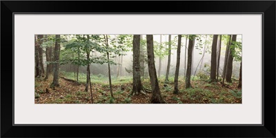 Trees in a forest, Old Forge, Adirondack Mountains, Herkimer County, New York State,