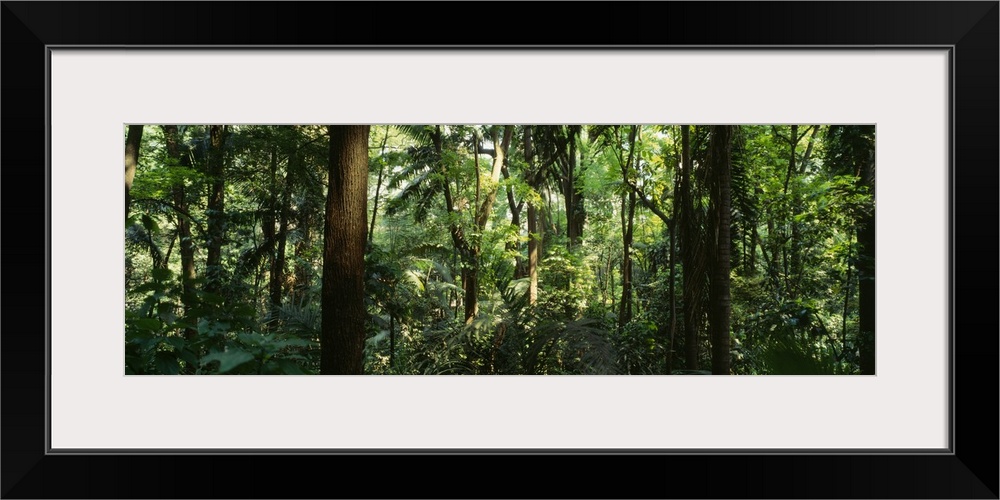 Trees in a forest, Rainforest, Trianon Park, Sao Paulo, Brazil