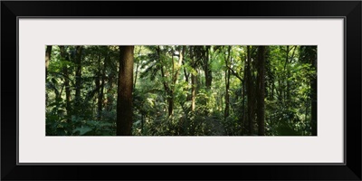 Trees in a forest, Rainforest, Trianon Park, Sao Paulo, Brazil