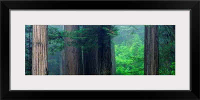 Trees in a forest, Redwood National Park, California