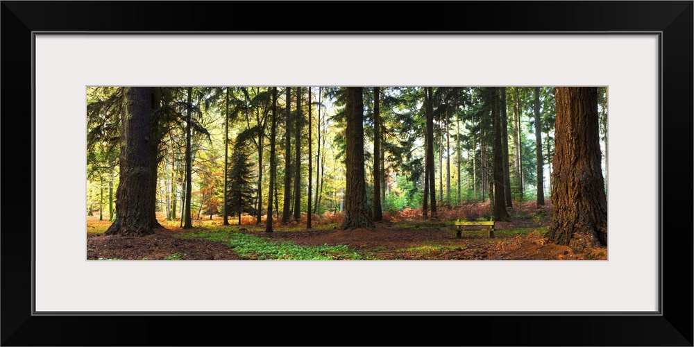 Trees in a forest, Rhinefield Ornamental Drive, New Forest, Hampshire, England