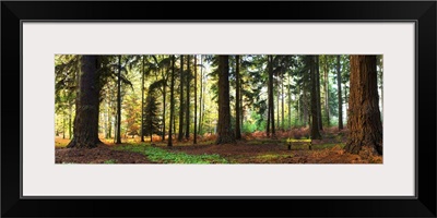 Trees in a forest, Rhinefield Ornamental Drive, New Forest, Hampshire, England