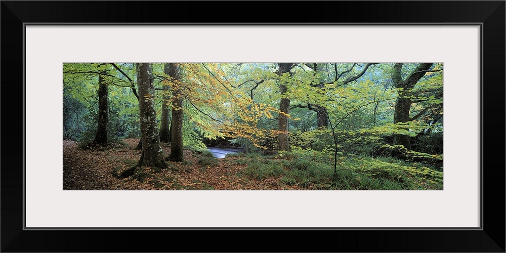 Trees in a forest, River Teign, Dartmoor, Devon, England