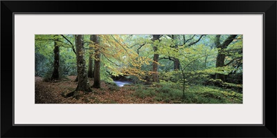 Trees in a forest, River Teign, Dartmoor, Devon, England