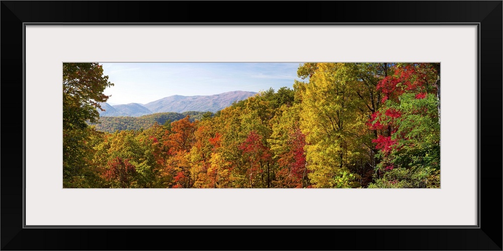 Trees in a forest, Roaring Fork Motor Nature Trail, Great Smoky Mountains National Park, Tennessee, USA.