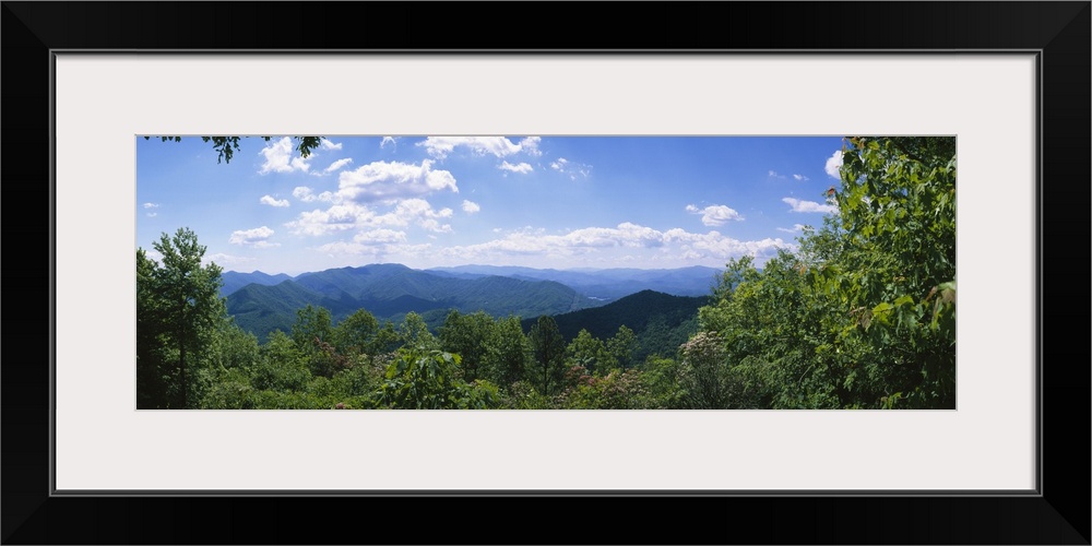 Trees in a forest with mountains in the background, Cherohala Skyway, North Carolina Highway 143, Nantahala National Fores...