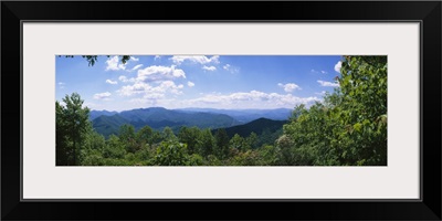 Trees in a forest with mountains in the background, Cherohala Skyway, North Carolina Highway 143, Nantahala National Forest, North Carolina