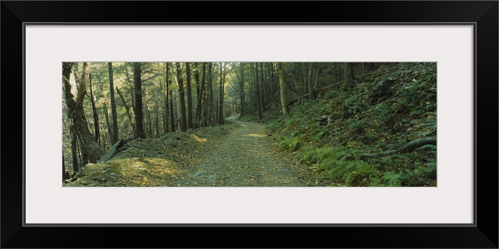 Trees in a national park, Shenandoah National Park, Virginia