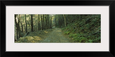 Trees in a national park, Shenandoah National Park, Virginia