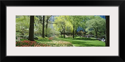 Trees in a park, Central Park, Manhattan, New York City, New York State