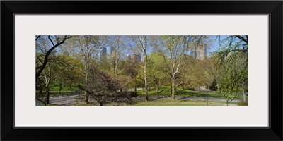 Trees in a park, Central Park West, Central Park, Manhattan, New York City, New York State
