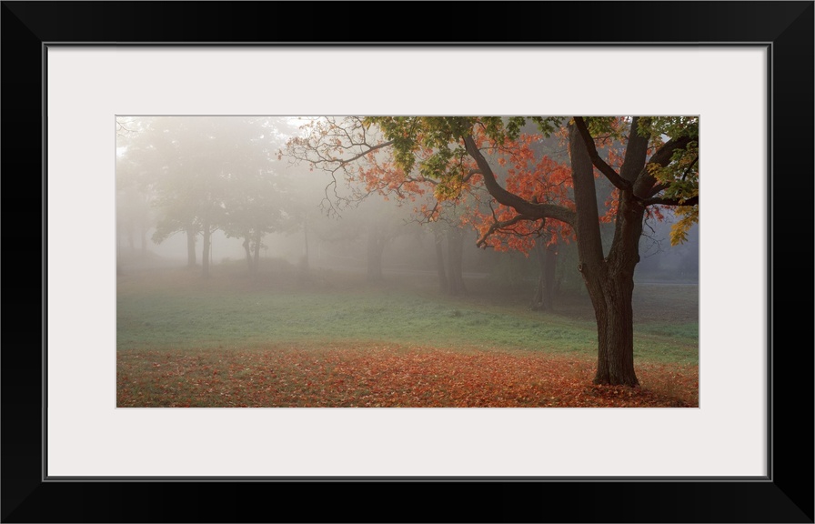 Photograph of the final morning fog lifting from a park with a bed of orange leaves surrounding the magnificant trees.