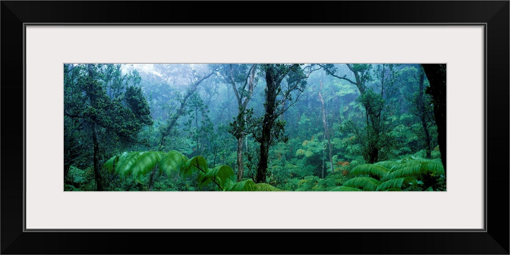 Trees in a rainforest, Hawaii Volcanoes National Park, Big Island, Hawaii