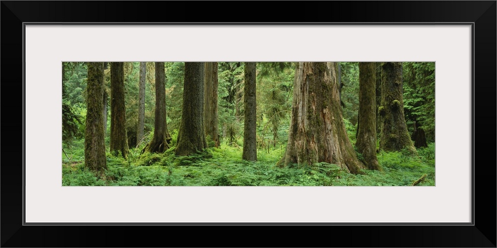 Trees in a rainforest, Hoh Rainforest, Olympic National Park, Washington State