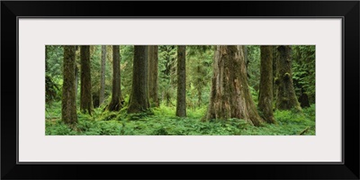 Trees in a rainforest, Hoh Rainforest, Olympic National Park, Washington State