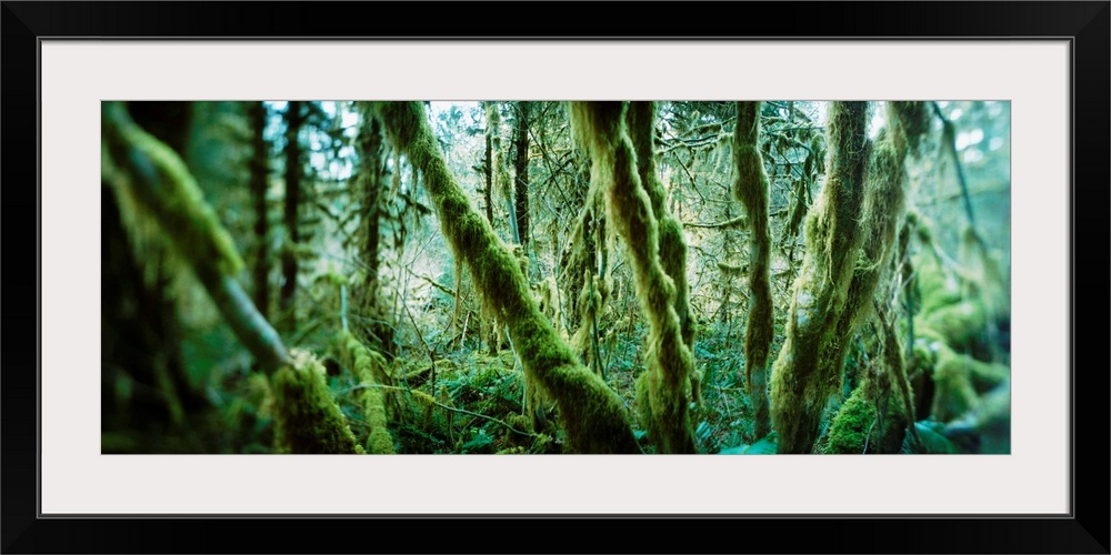 Trees in a rainforest, Olympic National Park, Olympic Peninsula, Washington State,