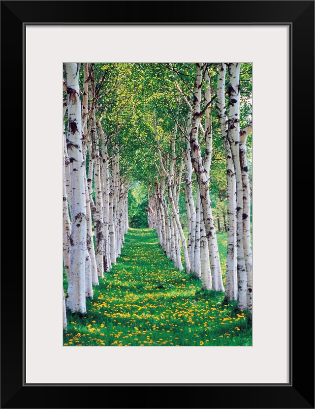 Trees in a row with yellow meadow flowers on ground