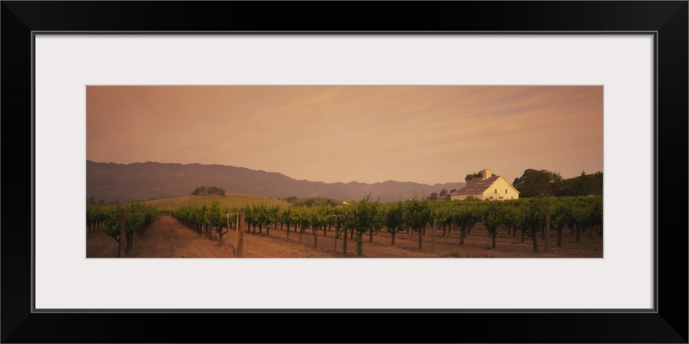 An elongated view of a vineyard field in Napa with large hills lining the background of the picture.