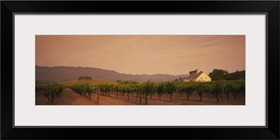 Trees in a vineyards, Napa Valley, California