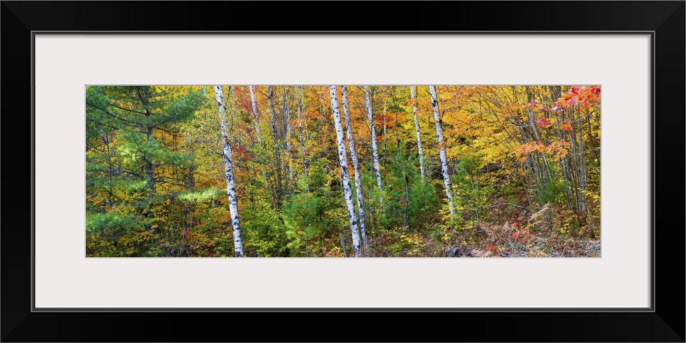 Trees in autumn, Hiawatha National Forest, Alger County, Michigan