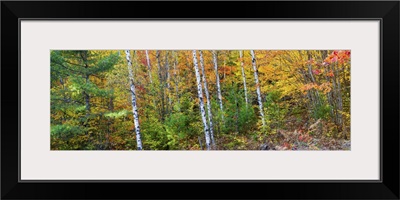 Trees in autumn, Hiawatha National Forest, Alger County, Michigan