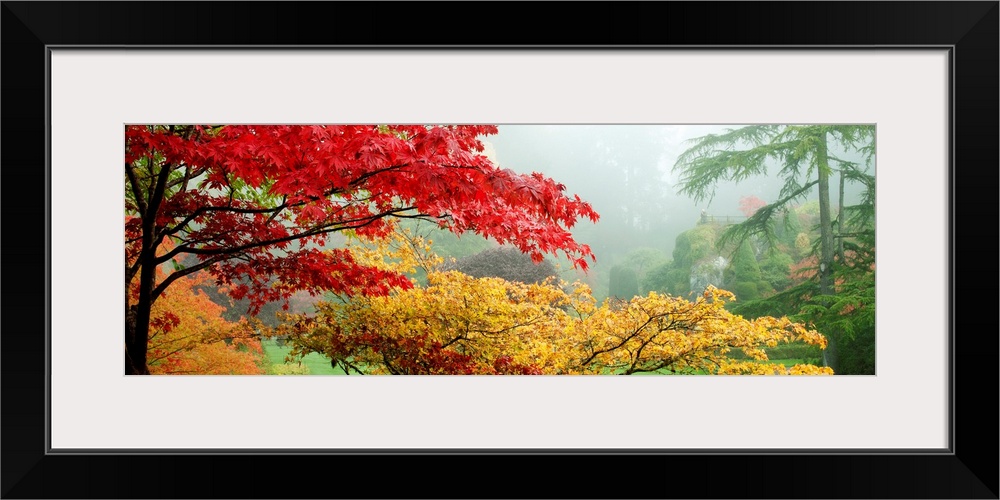 Panoramic photo of brightly colored autumn leaves on trees in an Canadian garden.