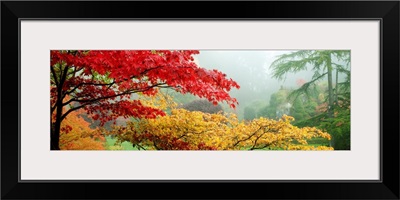 Trees in Butchart Gardens, Victoria, Vancouver Island, British Columbia, Canada