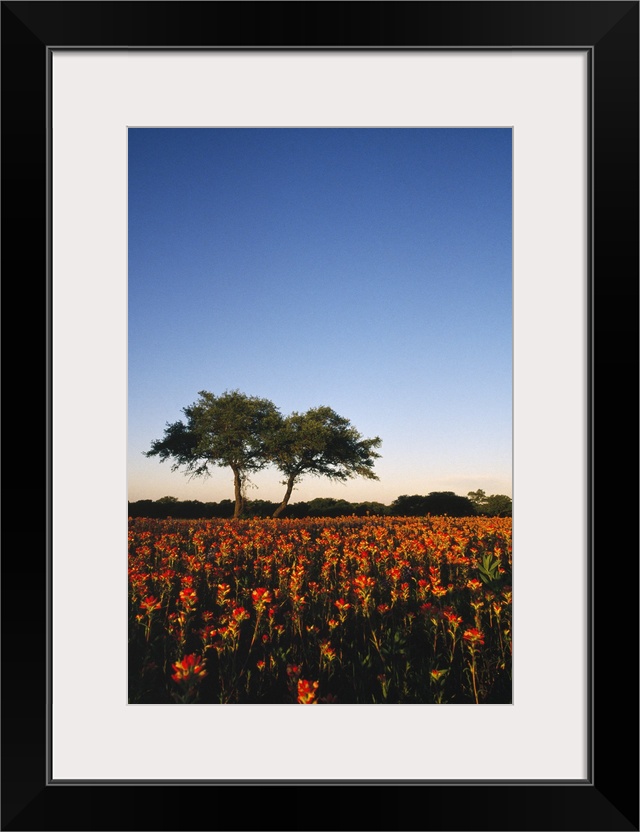 Trees In Field Of Blooming Wildflowers