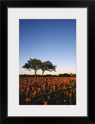 Trees In Field Of Blooming Wildflowers