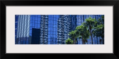 Trees in front of buildings, Tampa, Florida