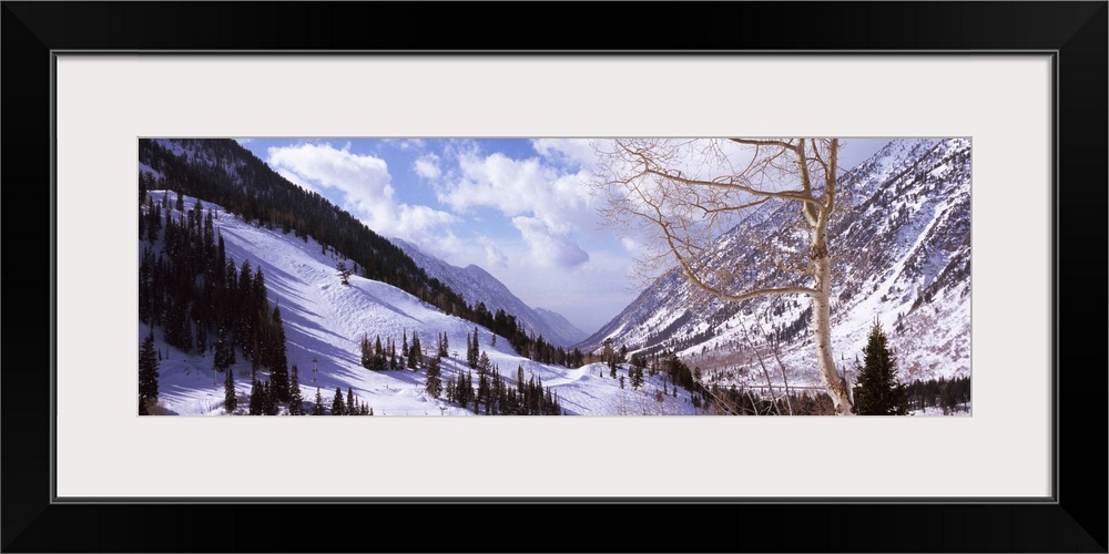 Trees in snow, Snowbird Ski Resort, Utah, USA