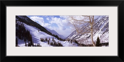 Trees in snow, Snowbird Ski Resort, Utah