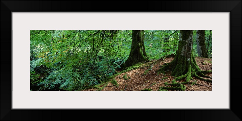 Trees in the forest, Aberfeldy, Perthshire, Scotland