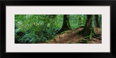 Trees in the forest, Aberfeldy, Perthshire, Scotland