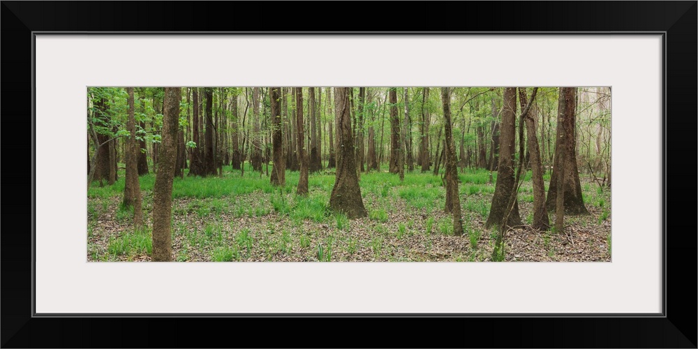 Trees in the forest, Congaree National Park, South Carolina