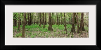 Trees in the forest, Congaree National Park, South Carolina