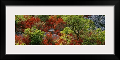 Trees in the forest, Dolly Sods Wilderness, Monongahela National Forest, West Virginia