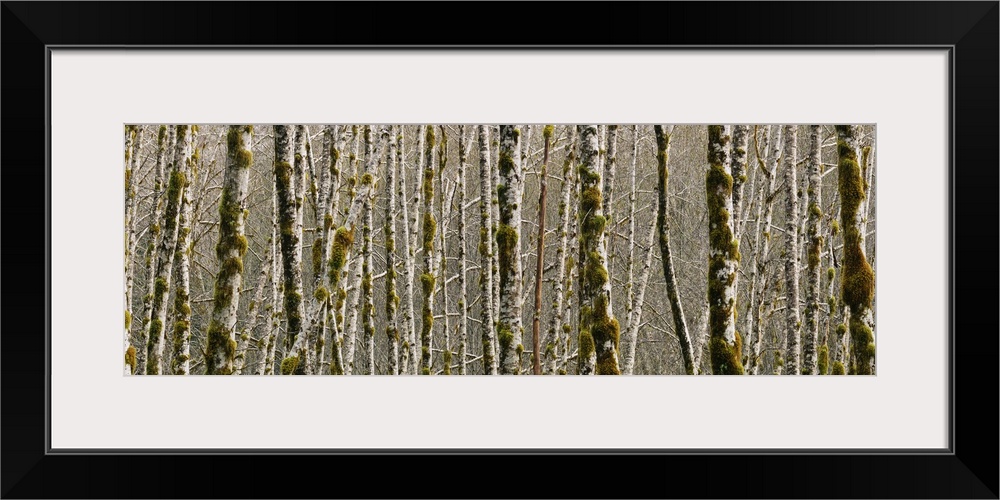 Trees in the forest, Red Alder Tree, Olympic National Park, Washington State