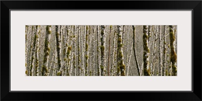 Trees in the forest, Red Alder Tree, Olympic National Park, Washington State