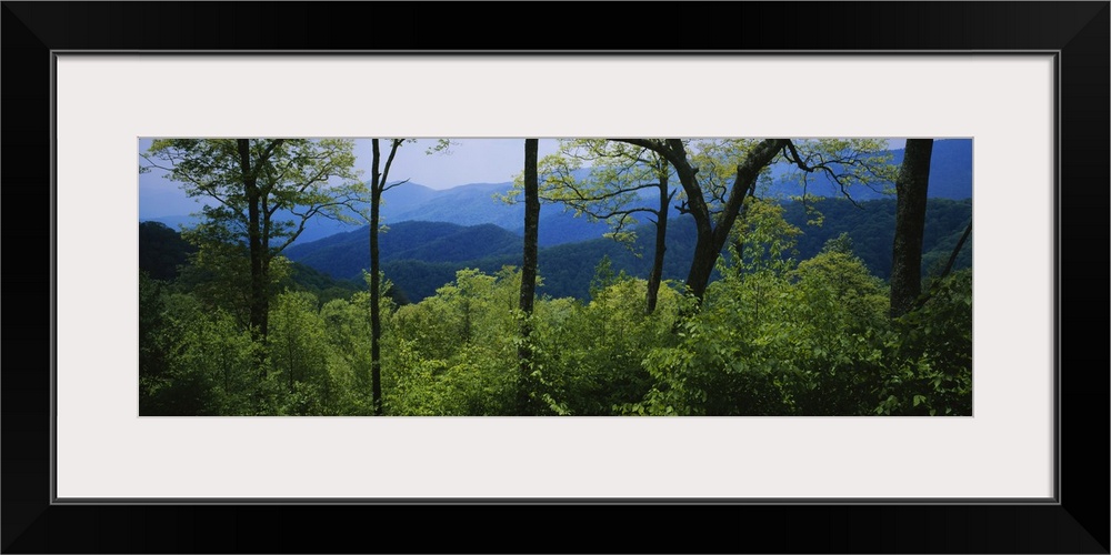 Panoramic photograph of tree tops in forest with mountain silhouettes in distance.