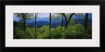 Trees in the forest with mountains in the background, Great Smoky Mountains National Park, Tennessee