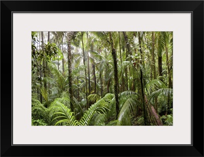 Trees in tropical rainforest, Eungella National Park, Mackay, Queensland, Australia